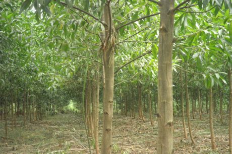 VRG thực hiện phát triển 20.000 ha rừng